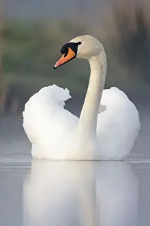 Mute Swan - adult bird with wings in display posture - Cleveland - UK