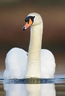 Mute Swan - adult - Cleveland - UK