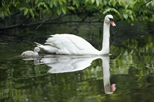 Images Dated 30th May 2010: Mute Swan - adult with cygnet on lake - Hessen - Germany