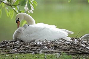 Images Dated 27th May 2010: Mute Swan - adult with cygnet at nest - Hessen - Germany