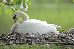Mute Swan - adult with cygnet at nest - Hessen - Germany