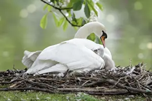 Mute Swan - adult with cygnet at nest - Hessen - Germany