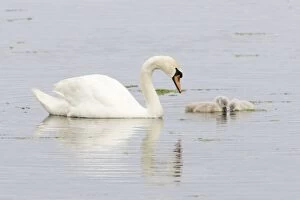Images Dated 15th June 2010: Mute Swan - Adult with two Cygnets