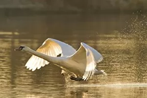Images Dated 7th March 2010: Mute Swan - adult landing on lake in evening light