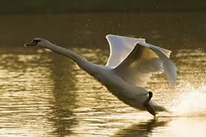 Mute Swan Gallery: Mute Swan - adult landing on lake in evening light