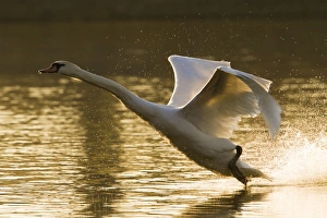 Mute Swan - In flight
