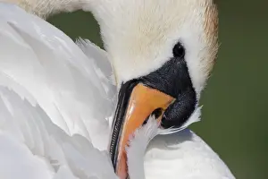 Mute Swan - adult preening - Cleveland - UK
