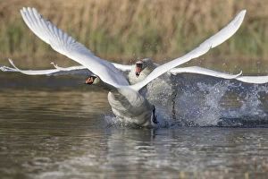 Mute Swan - adult swan attacking a young swan - Germany