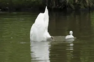 Dabbling Prints: Mute Swan - adult upending with cygnet on lake - Hessen - Germany