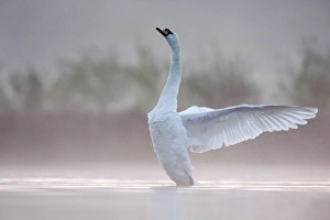 Images Dated 29th April 2009: Mute Swan - adult wing-flapping after preening