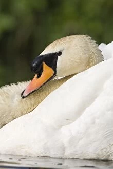 Mute Swan - In an aggressive display posture