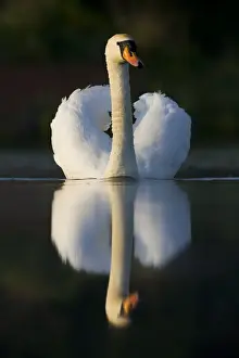 Grace Prints: Mute Swan In an agressive display posture. Cleveland. UK