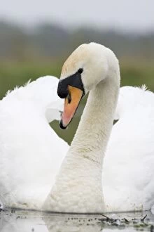 Images Dated 2nd May 2005: Mute Swan In agressive pose. Cleveland. UK