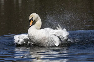 Mute Swan Gallery: Mute Swan - Bathing - Cornwall - UK