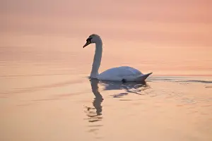 Mute Swan - On calm water at sunrise Hickling Broad Norfolk UK