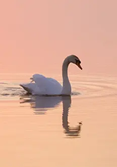 Mute Swan On calm water at sunrise Hickling Broad Norfolk UK