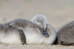 Mute Swan Gallery: Mute Swan - chick asleep