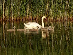 Images Dated 17th June 2012: Mute Swan - with chicks