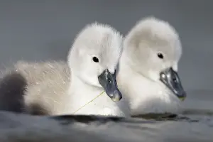 Mute Swan - two chicks a few days old - Cleveland - UK
