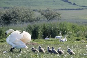 Mute Swan - with chicks in field