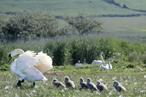 Following Prints: Mute Swan - with chicks in field - Abbotsbury