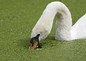 Images Dated 26th October 2005: Mute swan – close up feeding in duckweed Bedfordshire UK
