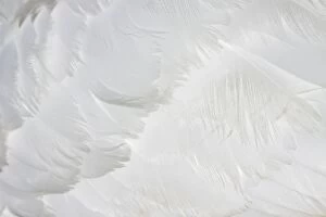 Images Dated 30th May 2009: Mute Swan - close-up of feathers