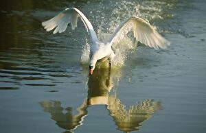 Images Dated 3rd April 2006: Mute Swan - coming into land on water