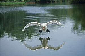 Images Dated 2nd August 2005: Mute Swan - coming into land on water, head