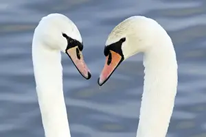 Displays Prints: Mute Swan - Courtship display - Caerlaverock WWT BI020631