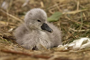 Mute Swan Gallery: Mute swan - cygnet on a nest - Norfolk, UK