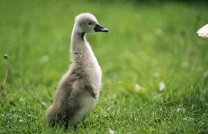 Images Dated 7th August 2008: Mute Swan - cygnet walking upright