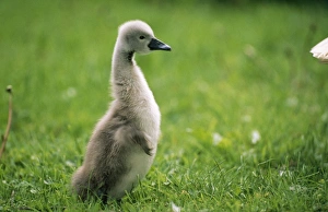 Images Dated 7th August 2008: Mute Swan - cygnet walking upright