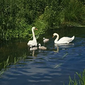 Mute Swan - With cygnets