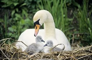 Mute SWAN - with cygnets at nest