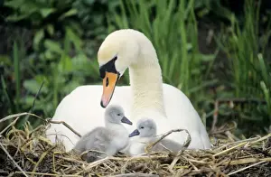 Swan Prints: Mute Swan - with cygnets at nest UK
