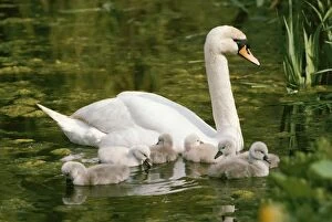 MUTE SWAN - with six cygnets on water