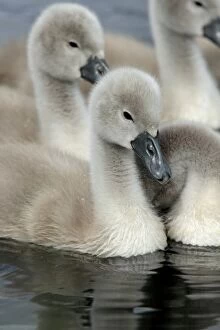 Images Dated 1st June 2011: Mute Swan - cygnets Westhay Nature Reserve, Avalon