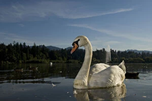 Mute swan, Cygnus olor, Lost Lagoon, Stanley