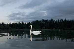 Mute swan, Cygnus olor, Stanley Park, British