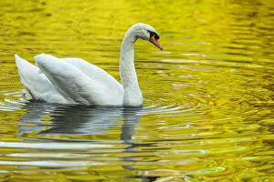 Mute Swan Gallery: Mute Swan (Cygnus olor) - in a urban lake - Gijon, Asturias, Spain