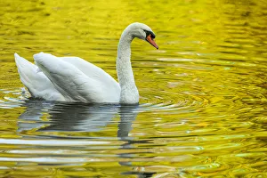 Mute Swan (Cygnus olor) - in a urban lake - Gijon, Asturias, Spain. Mute Swan (Cygnus olor) - in a urban lake - Gijon Mute Swan (Cygnus olor) - in a urban lake - Gijon, Asturias, Spain. Mute Swan (Cygnus olor) - in a urban lake - Gijon
