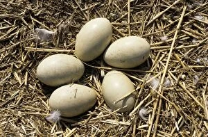 Mute Swan Eggs on nest