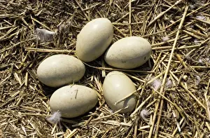 Mute Swan Eggs on nest - Abbotsbury