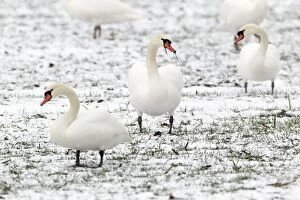 Mute Swan - feeding on snow covered Oil-seed Rape crop