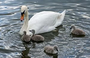 Images Dated 13th May 2015: Mute Swan female feeding cygnets