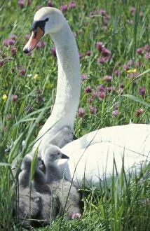 Images Dated 31st January 2006: Mute swan - Female with juveniles in flowering meadow