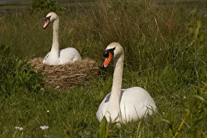Breeding Season Gallery: Mute swan - female and male, male protecting