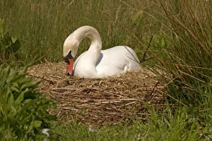 Mute Swan Gallery: Mute swan - female, on a nest - Norfolk, UK