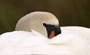 Mute Swan Gallery: Mute swan - female, resting - Norfolk, UK